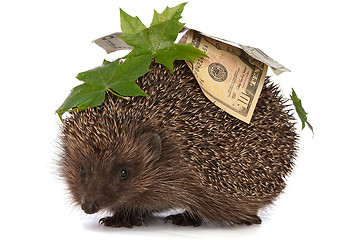 Image showing hedgehog with money profit