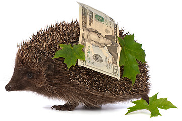 Image showing hedgehog with money profit