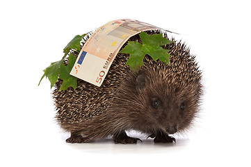 Image showing hedgehog with euro profit