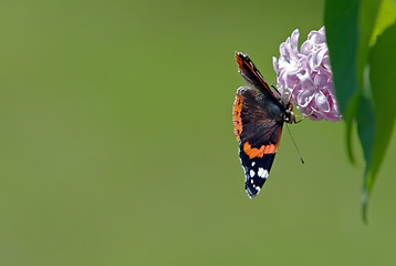 Image showing Butterfly