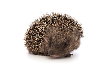 Image showing hedgehog