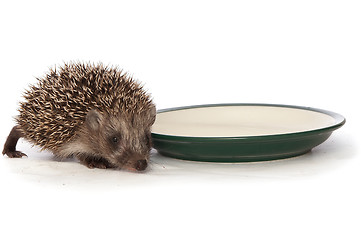 Image showing hedgehog