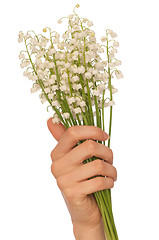 Image showing lily of the valley