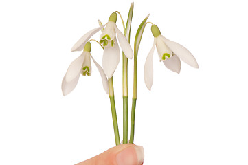 Image showing snowdrops