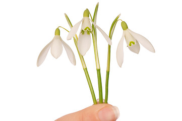 Image showing snowdrops