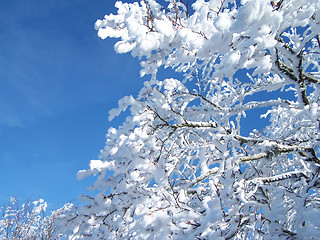 Image showing Trees with snow