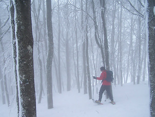Image showing Snow shoeing