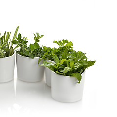 Image showing Fresh Herbs