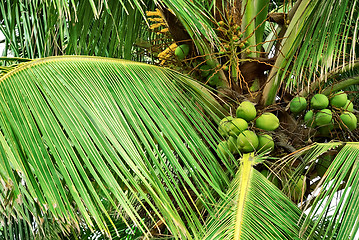 Image showing Coconut Palm Tree