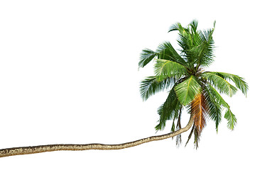 Image showing The bent coconut tree