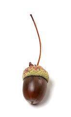 Image showing Fallen acorn on white background