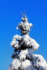 Image showing Winter fir tree