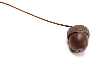 Image showing Autumn acorn on white background