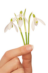 Image showing snowdrops