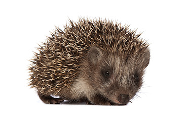 Image showing hedgehog