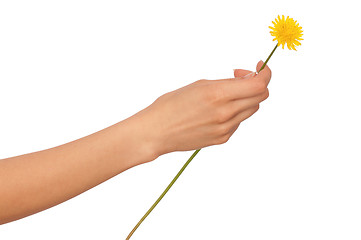 Image showing yellow dandelion