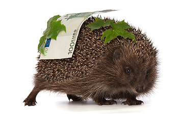 Image showing hedgehog with euro profit