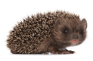 Image showing hedgehog