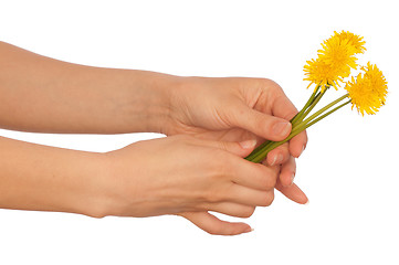 Image showing yellow dandelions