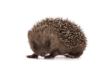 Image showing hedgehog