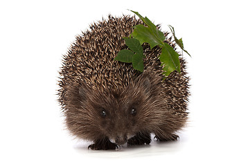 Image showing hedgehog