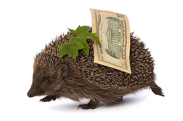 Image showing hedgehog with dollars profit