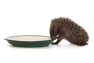 Image showing hedgehog