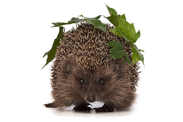 Image showing hedgehog