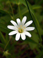 Image showing wild flower