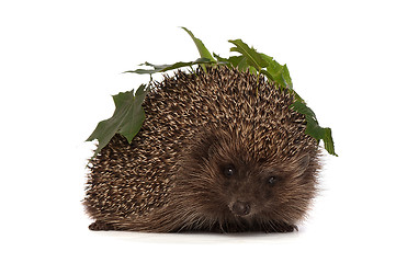 Image showing hedgehog