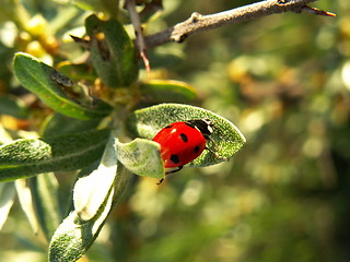 Image showing ladybird