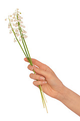 Image showing lily of the valley