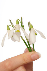 Image showing snowdrops