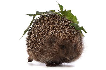 Image showing hedgehog with green leafs