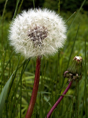 Image showing dandelion