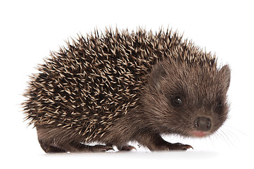Image showing small hedgehog
