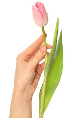 Image showing spring tulip