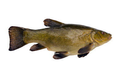 Image showing Tench fish after fishing isolated on white 