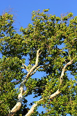 Image showing detail of a big sycamore