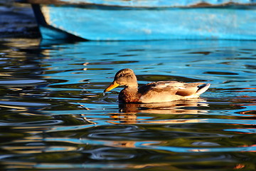 Image showing young mallard duck