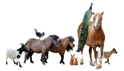 Image showing farm animals