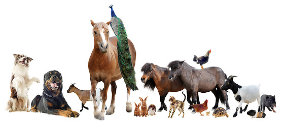 Image showing farm animals