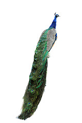 Image showing peacock 