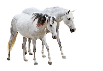 Image showing camargue horses