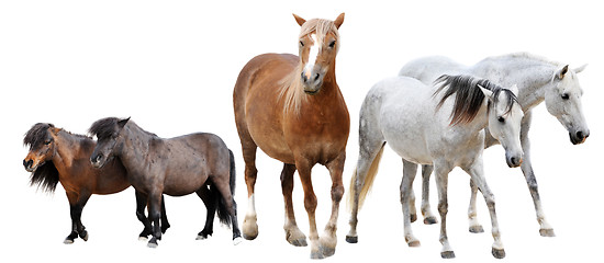 Image showing horses and ponies