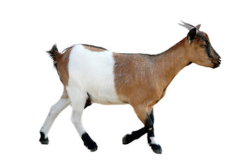 Image showing young goat