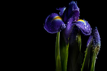 Image showing fairy- tale luminous iris