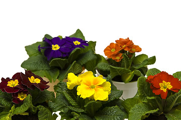 Image showing Primula