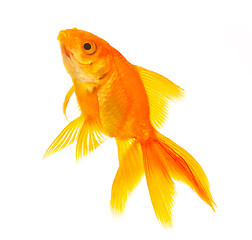 Image showing Goldfish