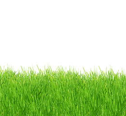 Image showing Isolated green grass